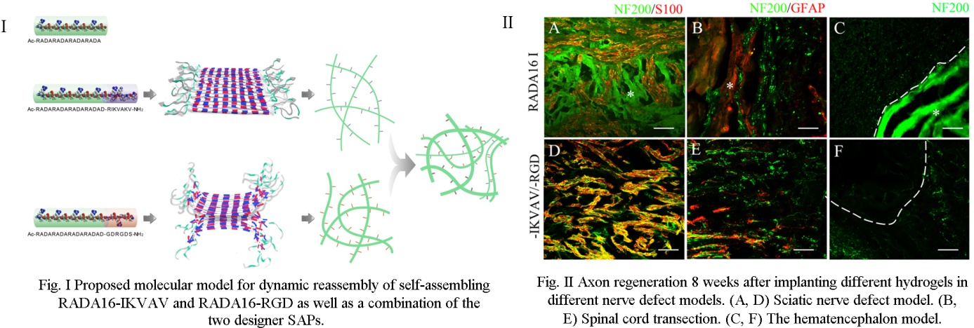 何留民课题组在活性纳米水凝胶促中枢神经再生研究上取得进展