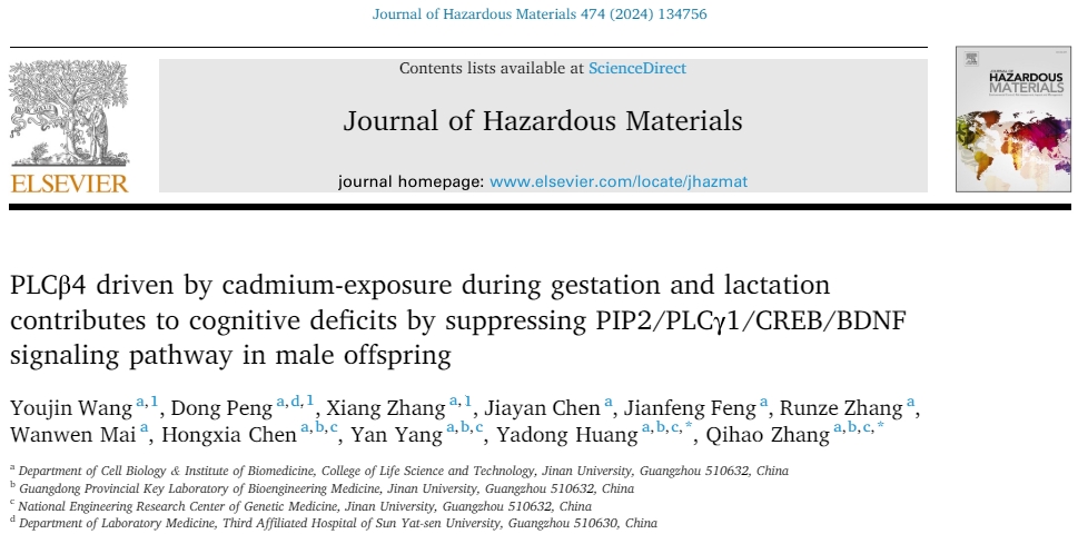 母体孕期和哺乳期镉暴露特异性损伤雄性子代学习认知功能的新机制