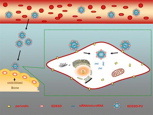 王晓刚课题组成功研制高效低毒靶向成骨细胞的小核酸递送系统