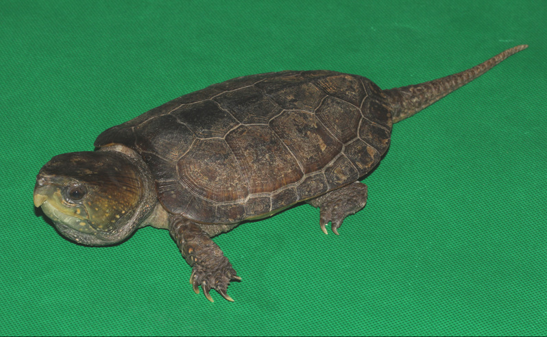 龚世平教授课题组在《iScience》发文揭示亚洲平胸龟科物种多样性及其演化历史