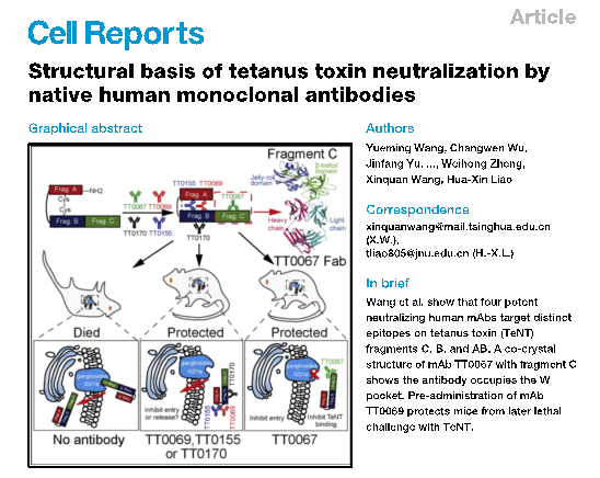 廖化新团队在Cell Reports杂志上发表文章，揭示破伤风毒素（TeNT）中和抗体的作用机理